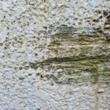 外壁材を傷める原因であるカビ　どのような悪影響があるのかを解説